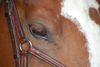 Bienvenue au Ecurie du Désir